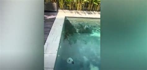 hoteles con piscina en osaka|“Era como un dinosaurio de Jurassic Park”: Un influencer .